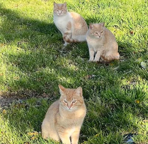 度假居 A Casa Dos Musicos *